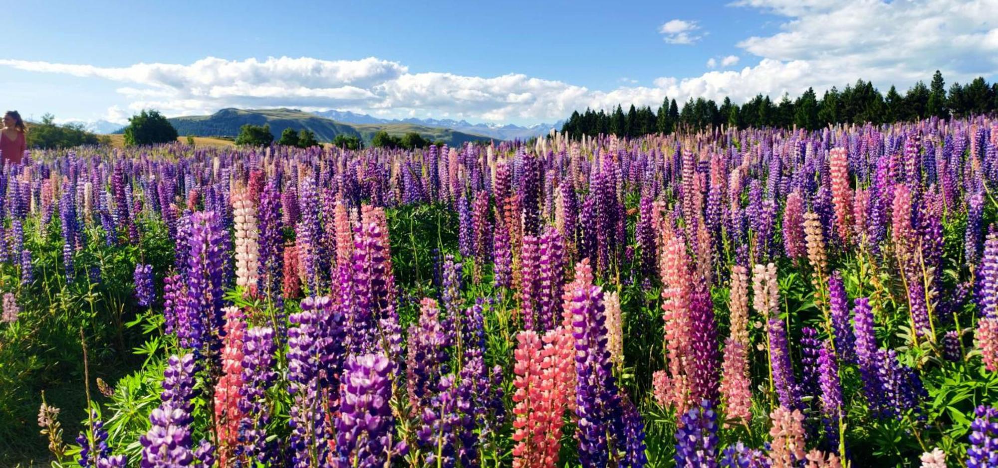 37 Galaxy C Studio Apartment Lake Tekapo Exterior photo